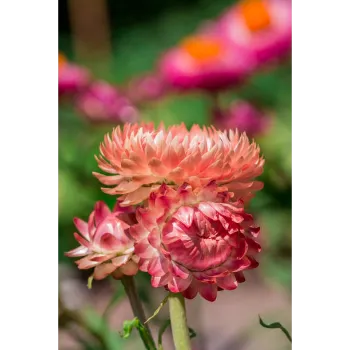 Orange Dahlia Plant